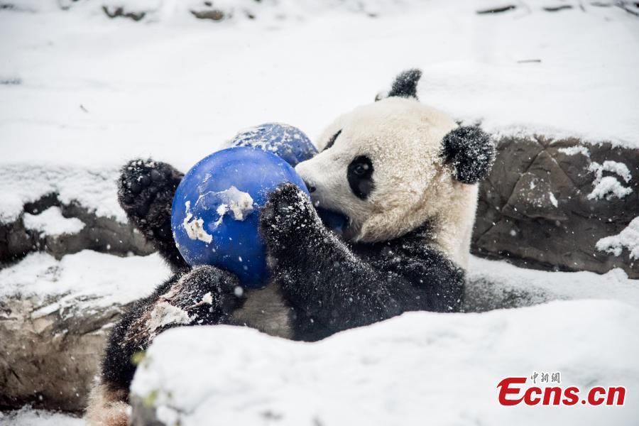 Les pandas goûtent aux joies de la neige au Zoo de Beijing