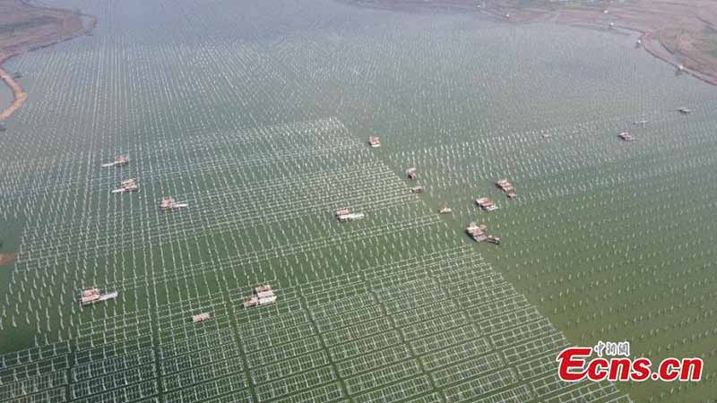 Une centrale photovoltaïque « complémentarité poisson-lumière » en construction dans la province de l'Anhui